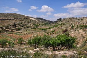 Villages were located on pockets of good land (note vineyard) near quality wells. John would have visited such villages as his priesthood training developed and would be destinations for his early ministry.